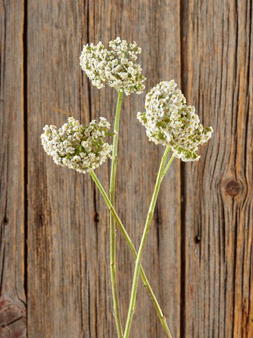  WHITE YARROW